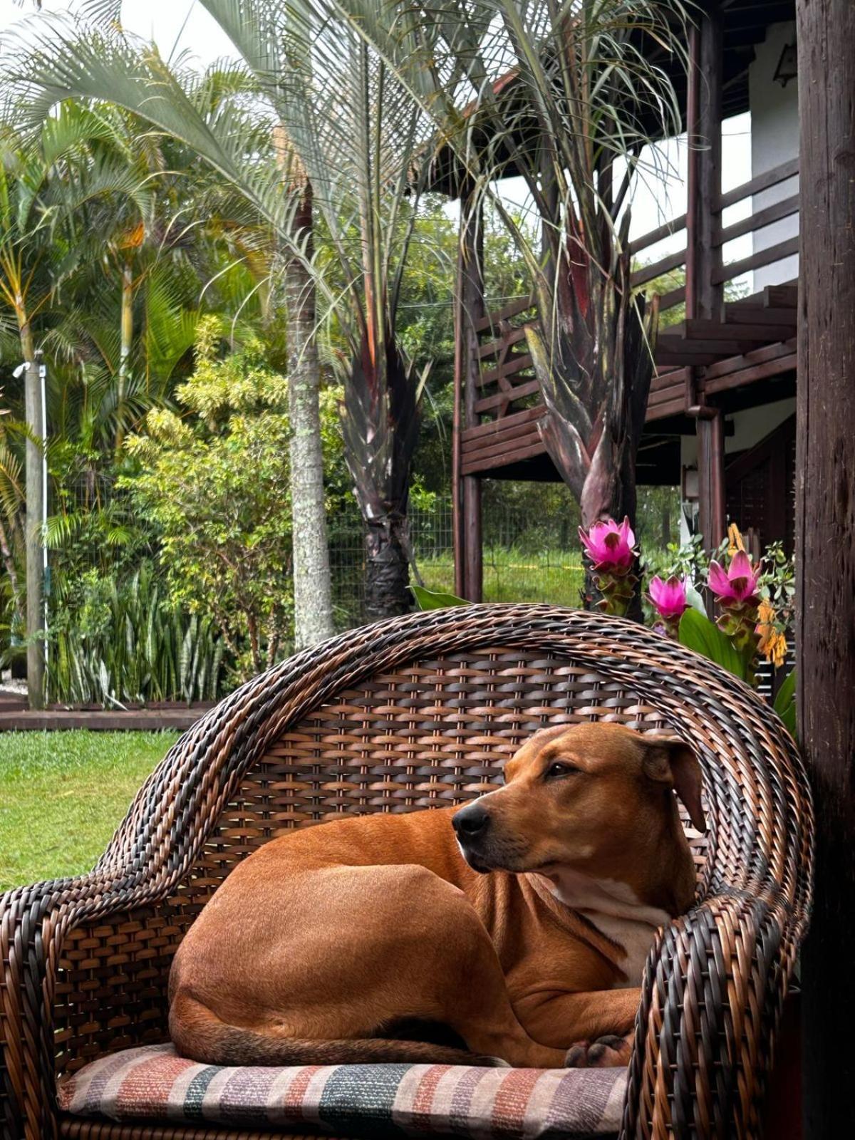Studios Malakoopa - Praia Do Rosa Extérieur photo